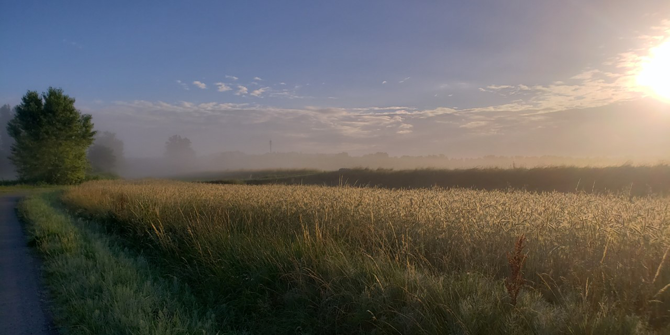 Champs de blé